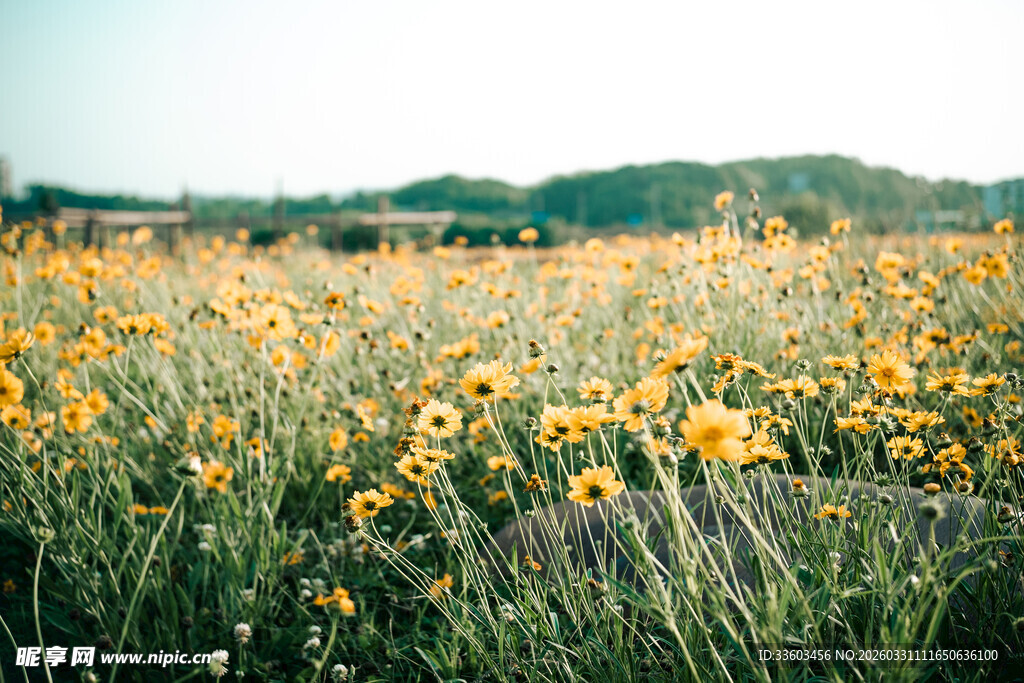 金黄向日葵花田美景