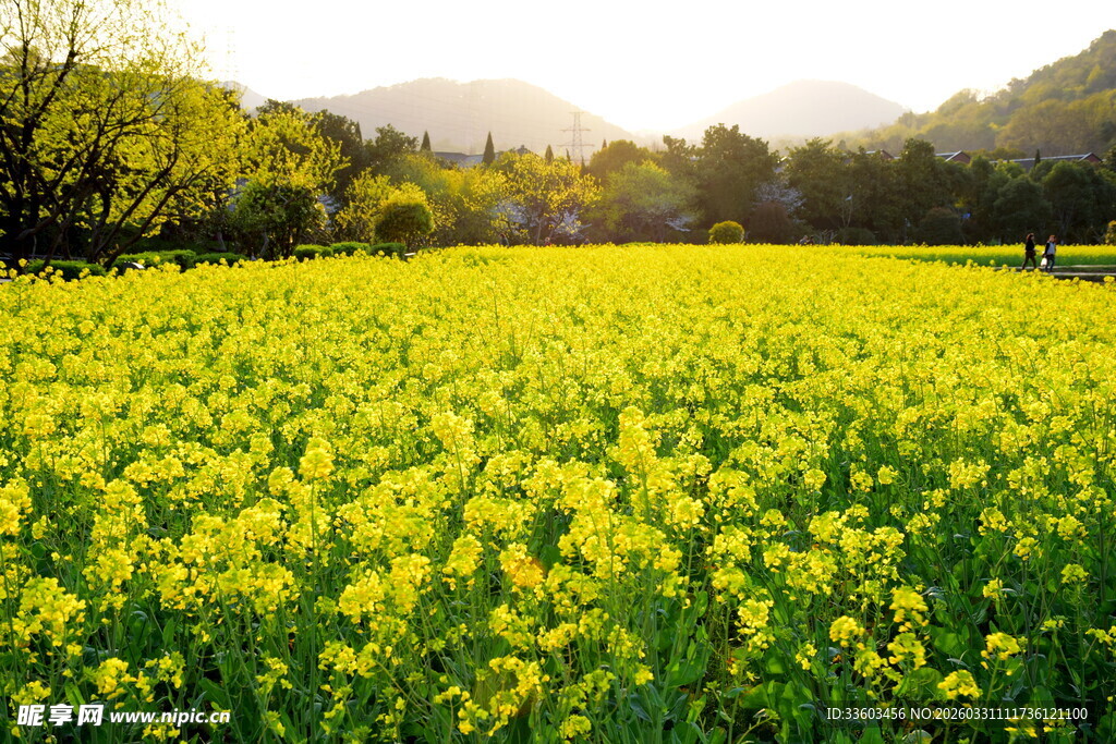 春日油菜花海美景