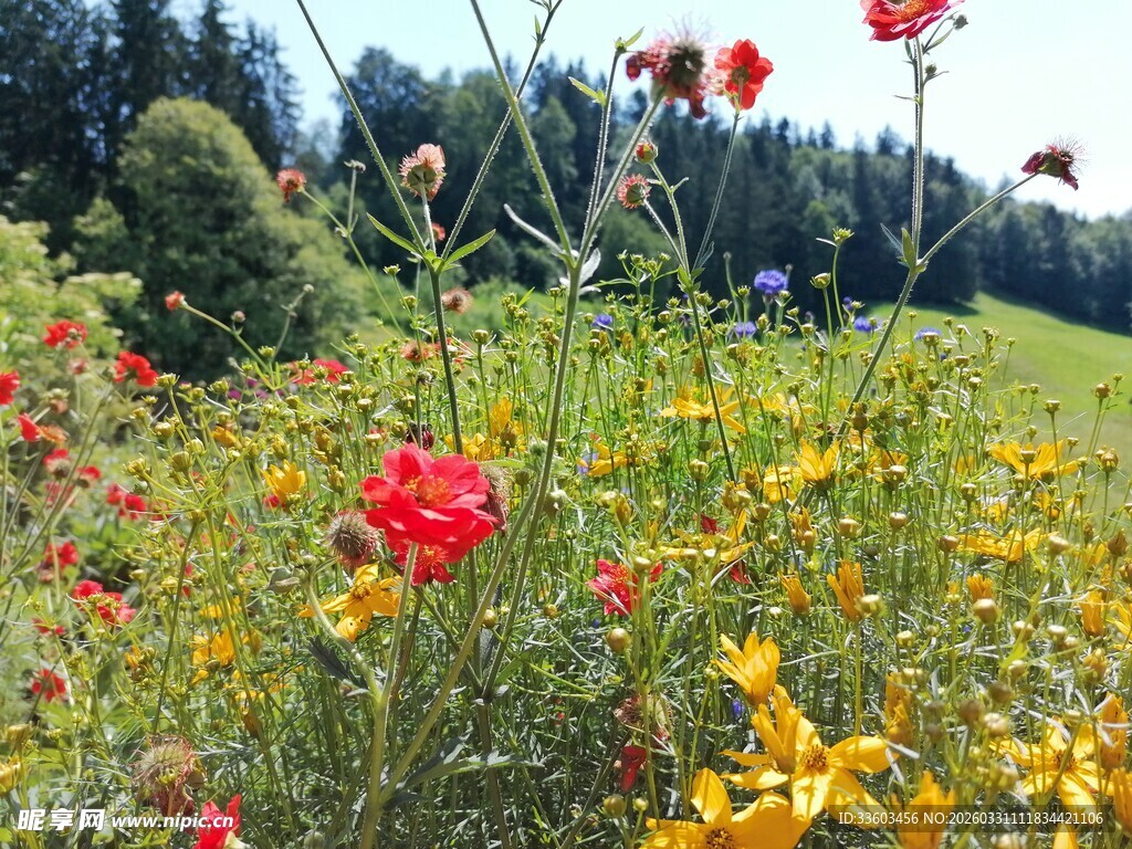 多彩野花绽放于绿野