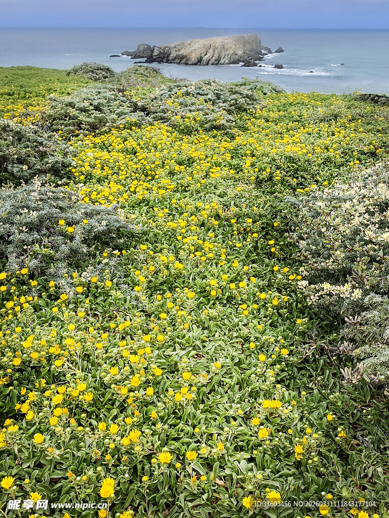海边繁茂的黄色野花景观
