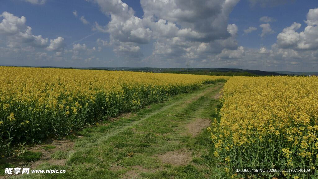 金黄油菜田间的绿野小径