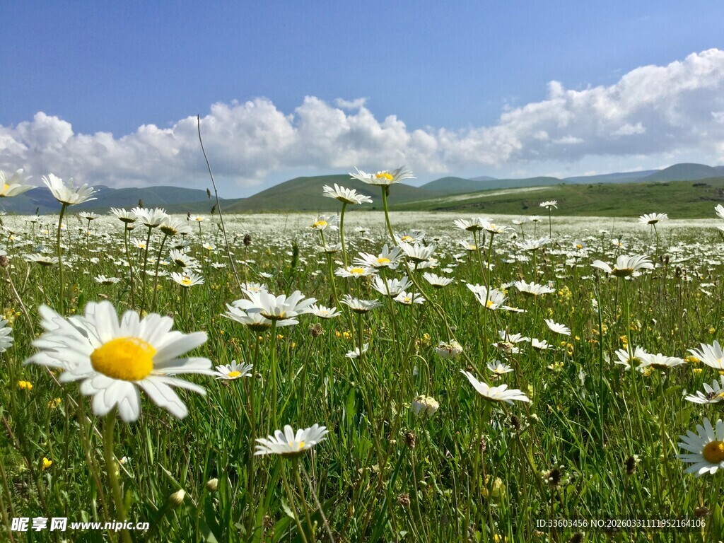 草原上绽放的美丽雏菊