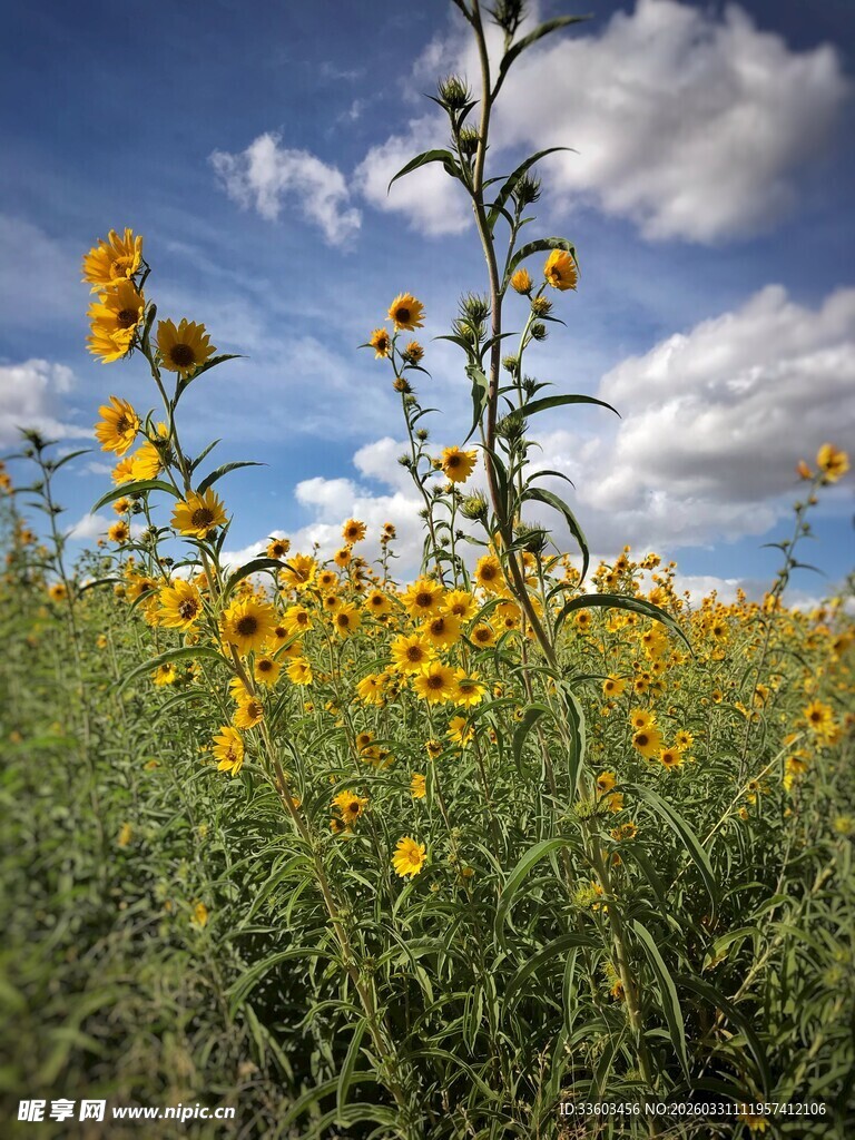 田野中的灿烂黄色野花