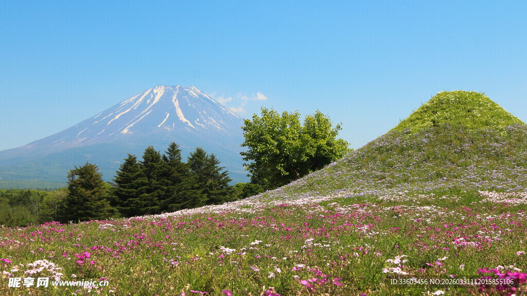 富士山下的烂漫花海