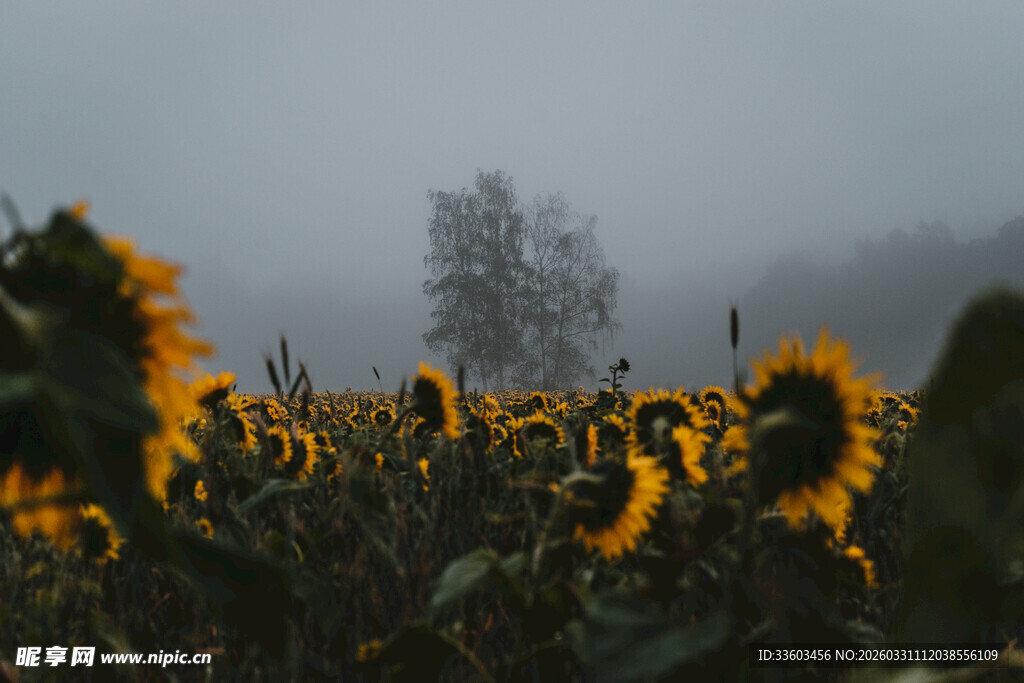 雾中向日葵田的静谧之美