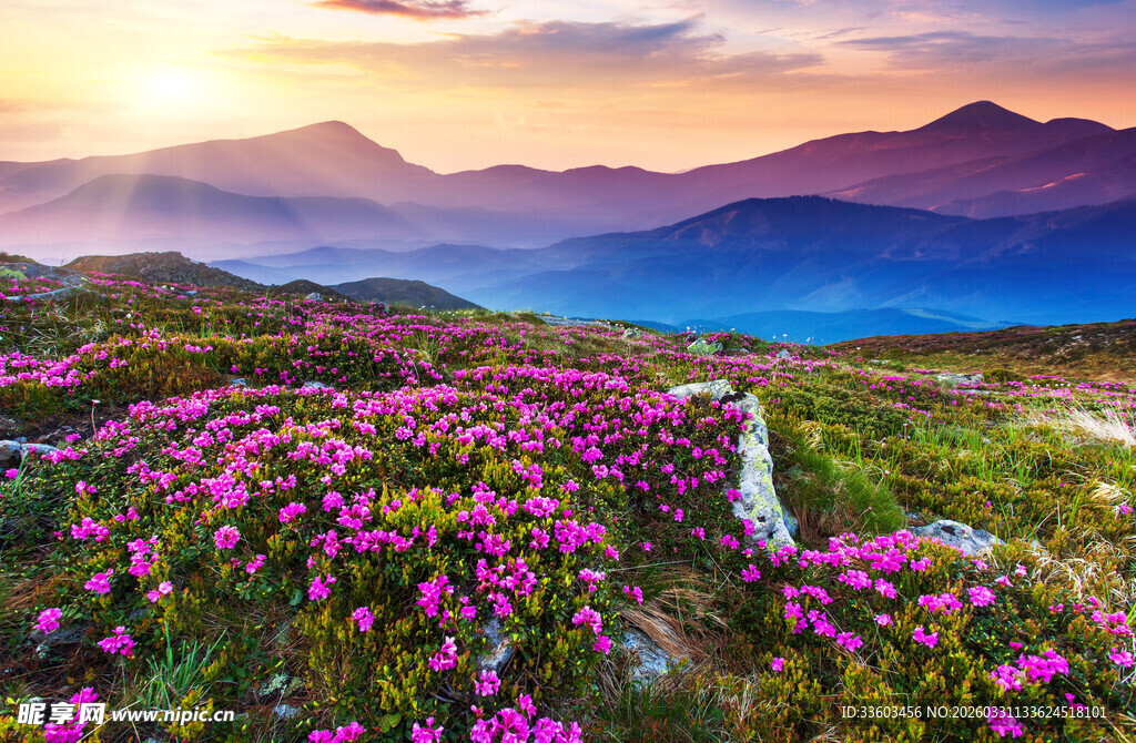 山间烂漫花海与壮丽晚霞