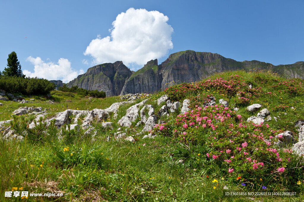 山间花草与巍峨山峦美景