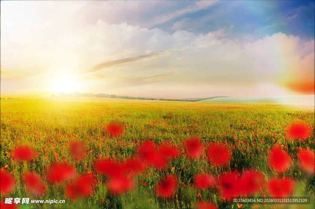 阳光花海中的绚烂彩虹