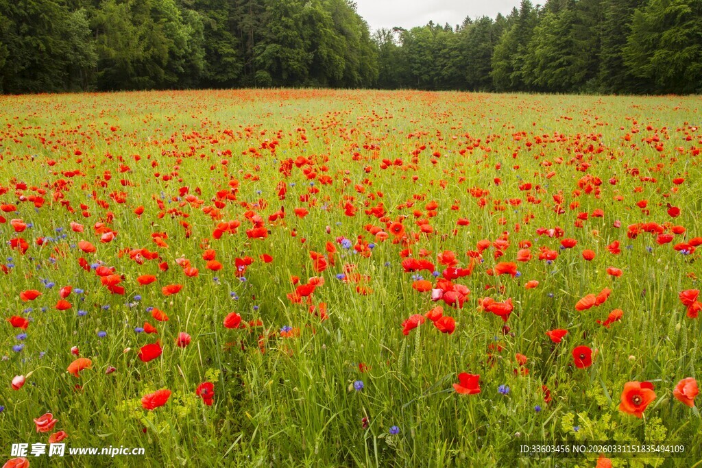 田野中的艳丽红色虞美人