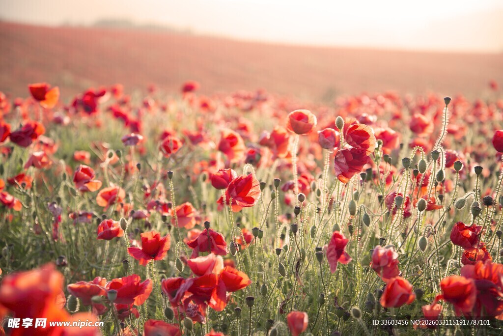 绚烂红虞美人海美景