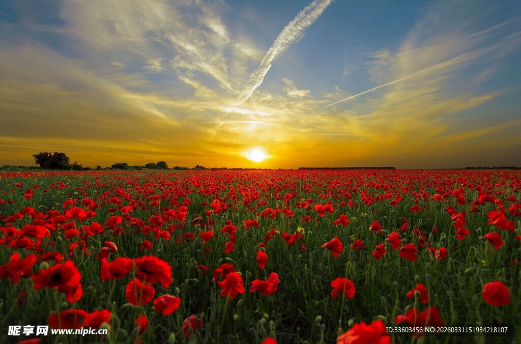 夕阳下的红色花海