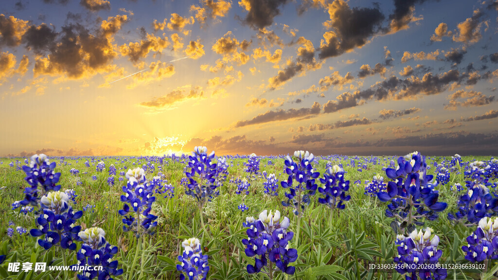 夕阳下的蓝花楹花海
