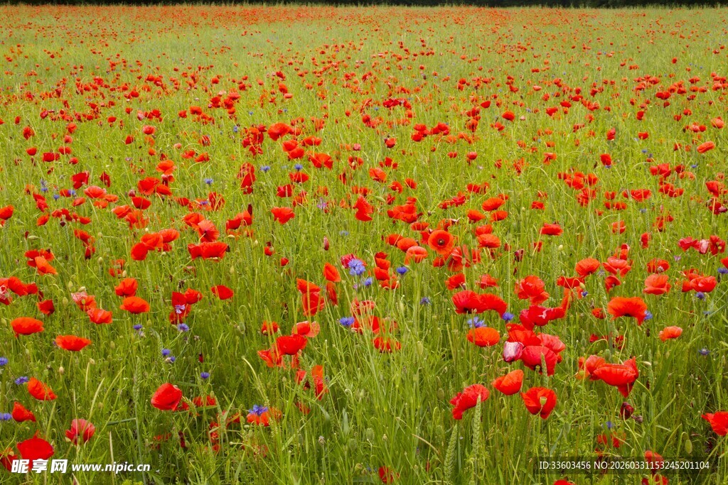 红色虞美人海美丽绽放
