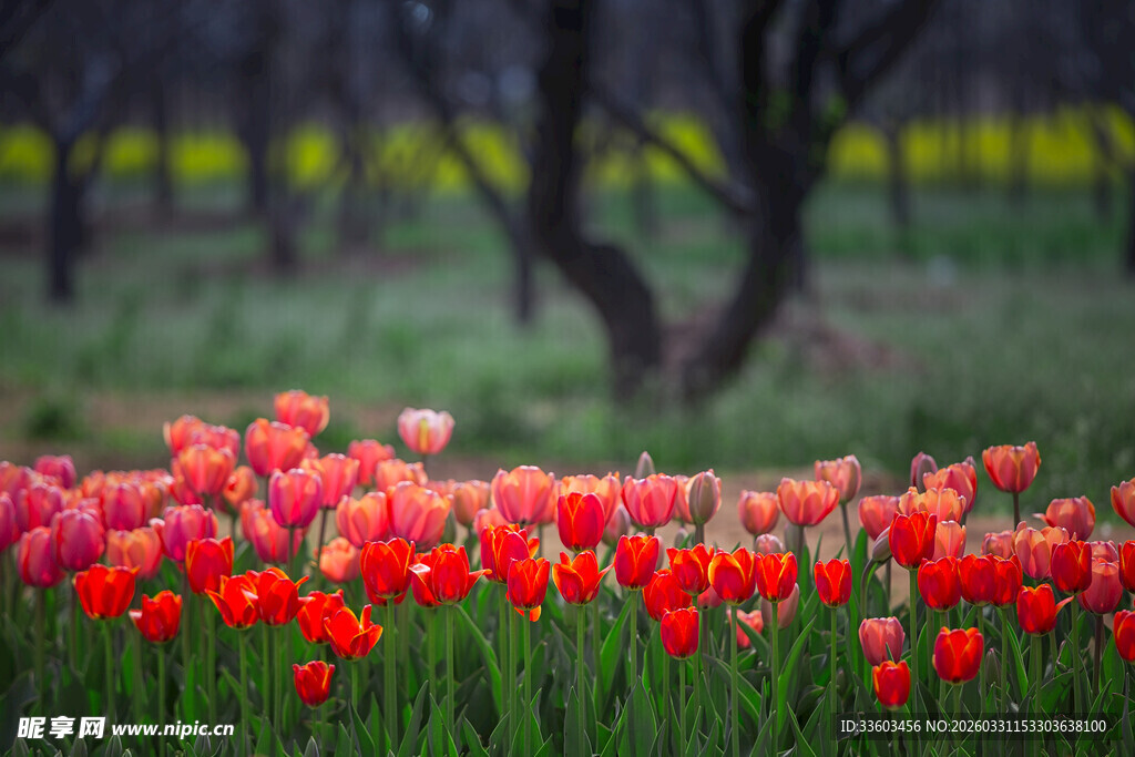 艳丽郁金香绽放于绿野