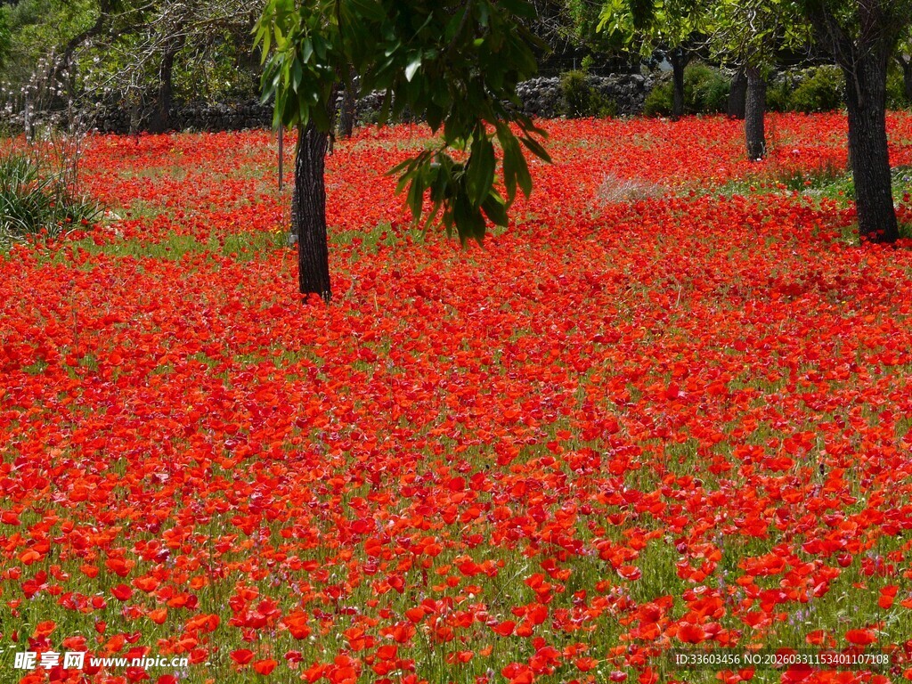 红色花海中的孤树