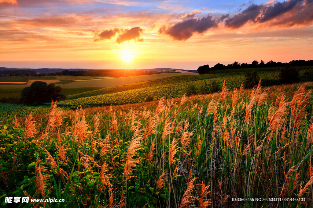 夕阳下的金色田野风光