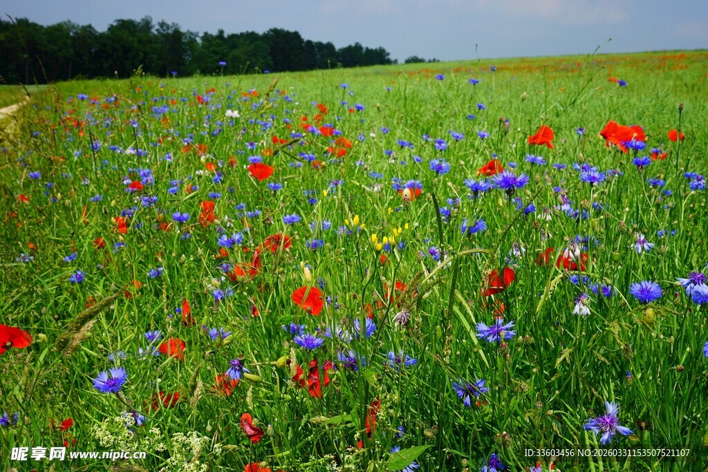 多彩野花绽放的美丽田野