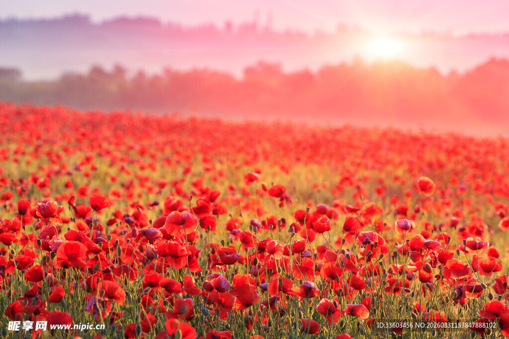 夕阳下的红色花海