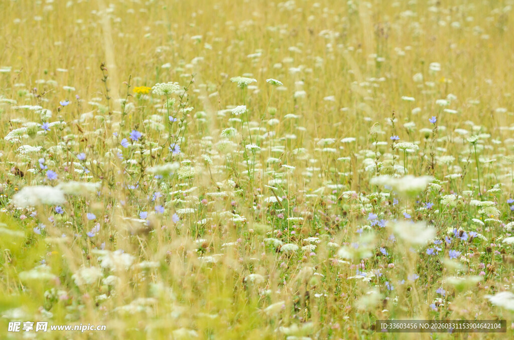 夏日野花盛开的草地