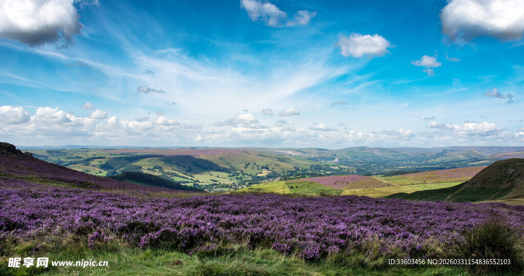 紫色花海中的壮美山峦