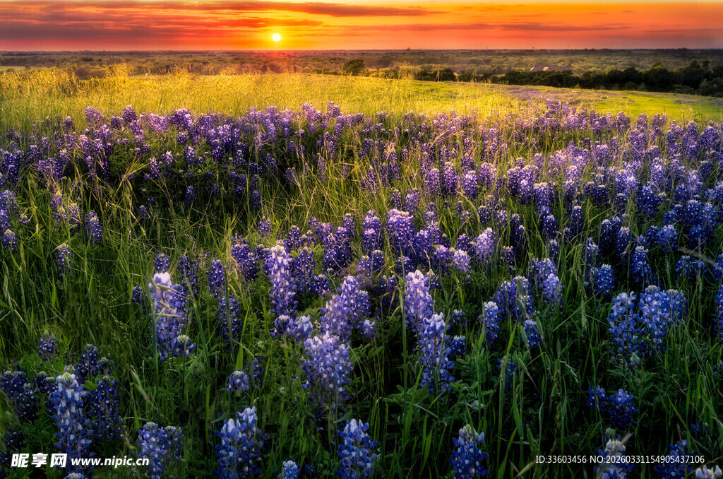 夕阳下的紫色花海