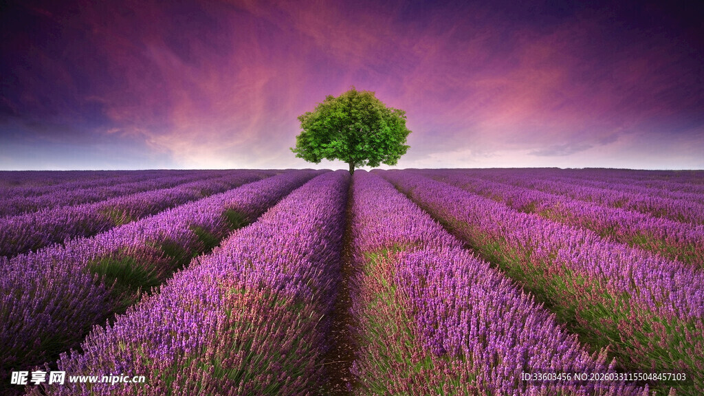 紫色薰衣草田中的孤独之树