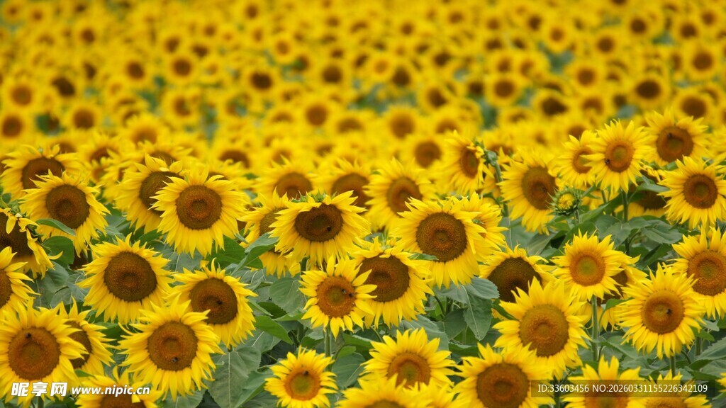 金色向日葵花海