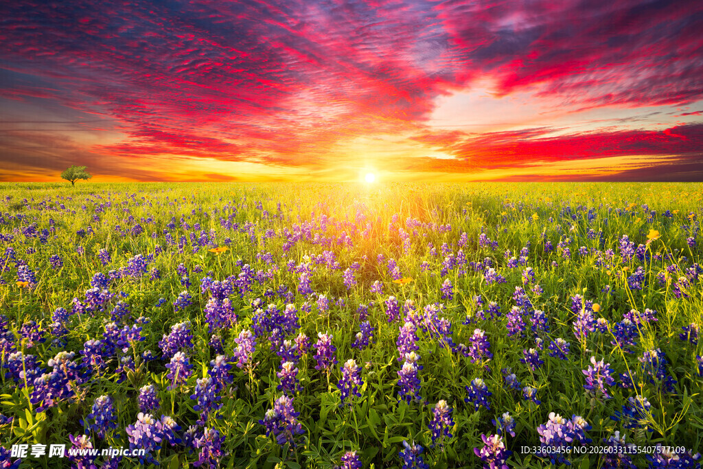 夕阳下的绚烂花海