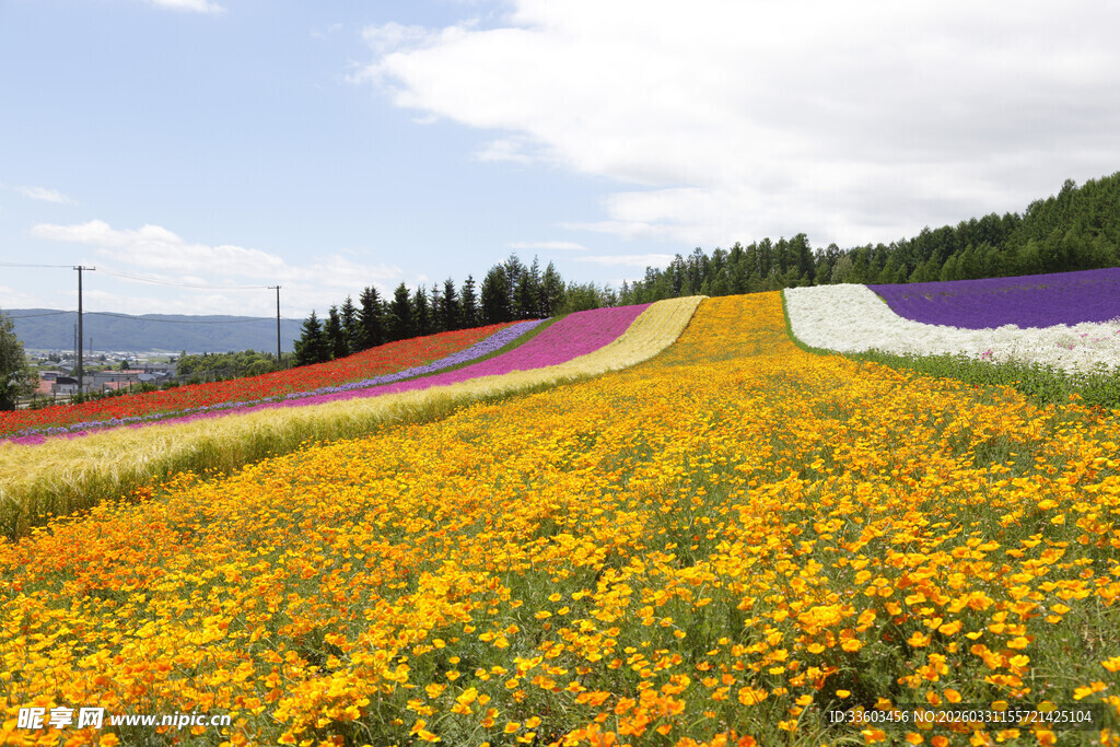 多彩花田美景