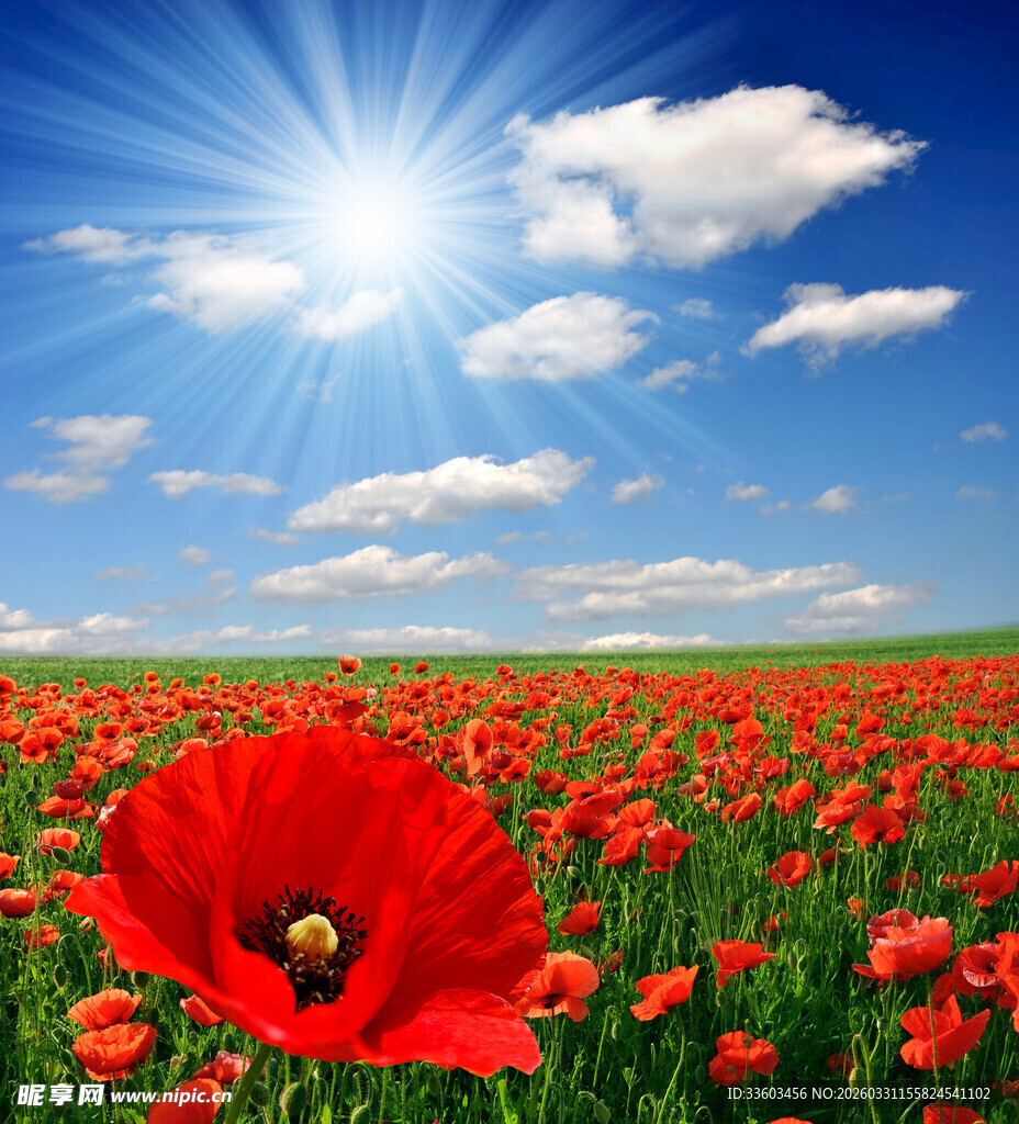 阳光下的艳丽虞美人