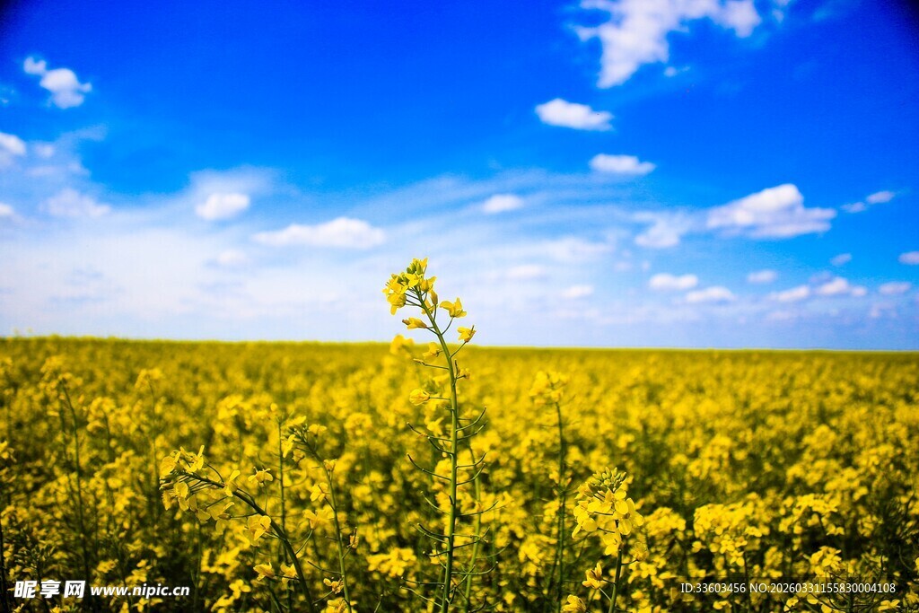 金黄油菜花田蓝天白云景