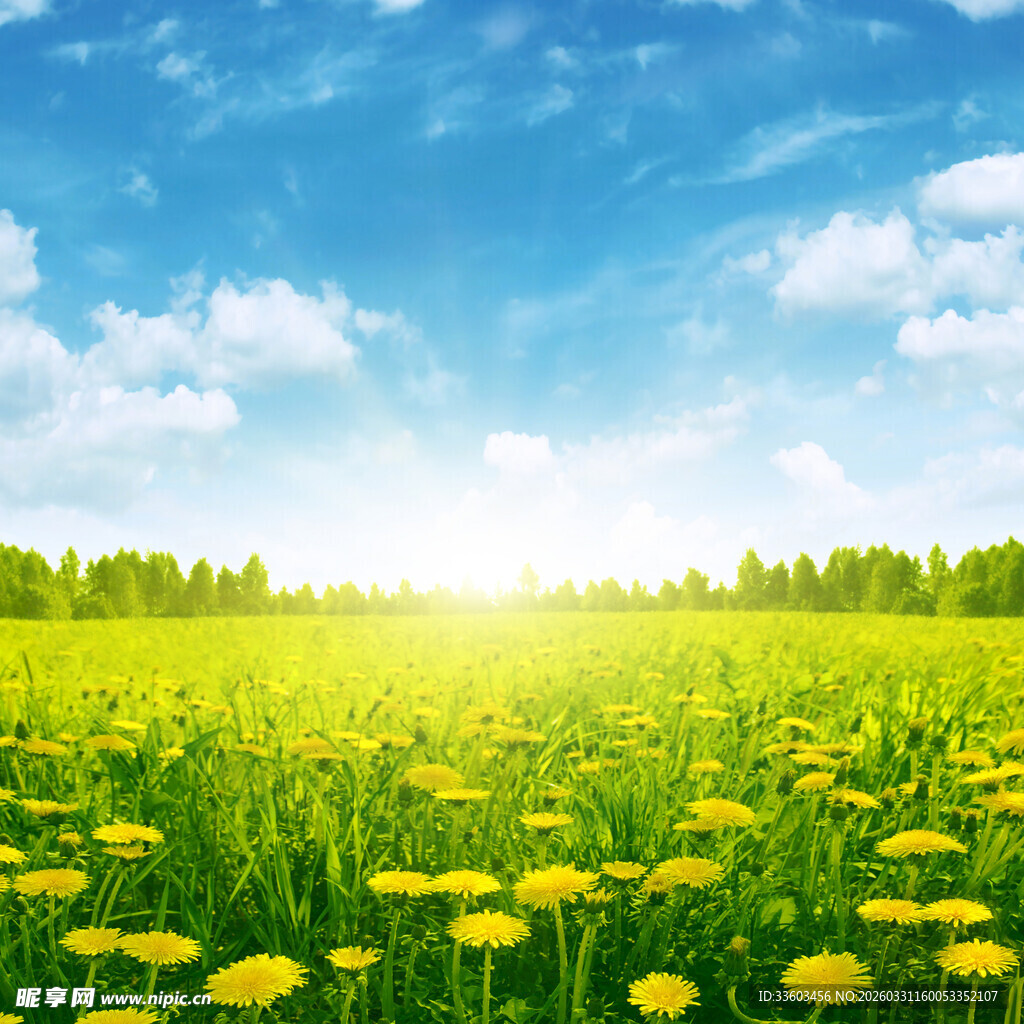 阳光照耀下的金黄花海