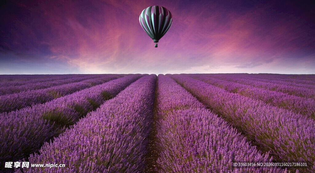 紫色薰衣草田上的热气球