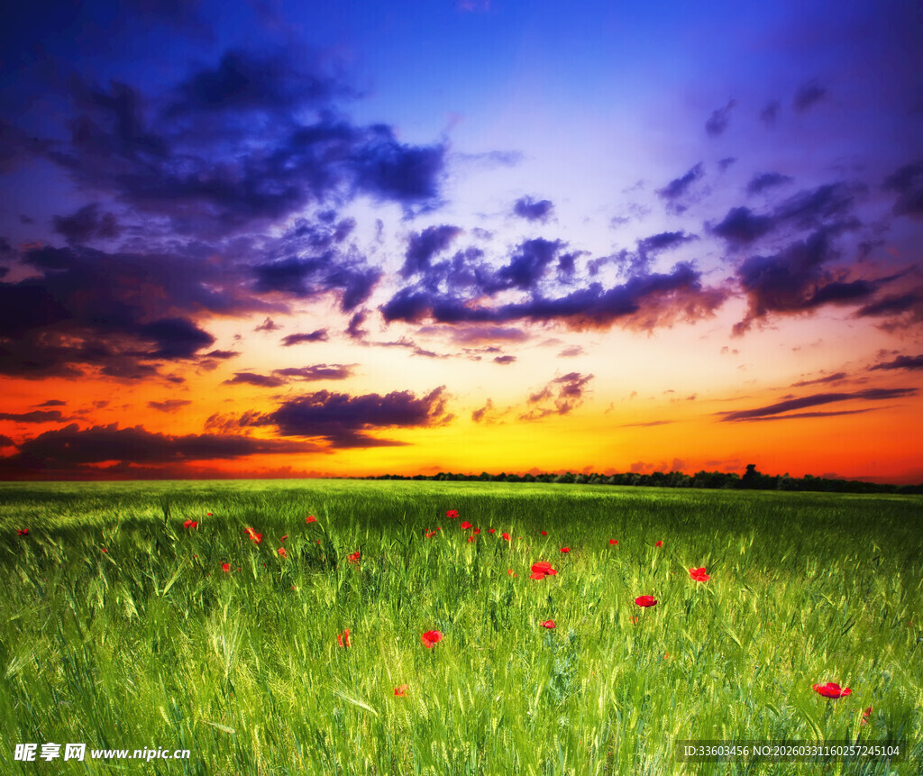 夕阳下的花海美景