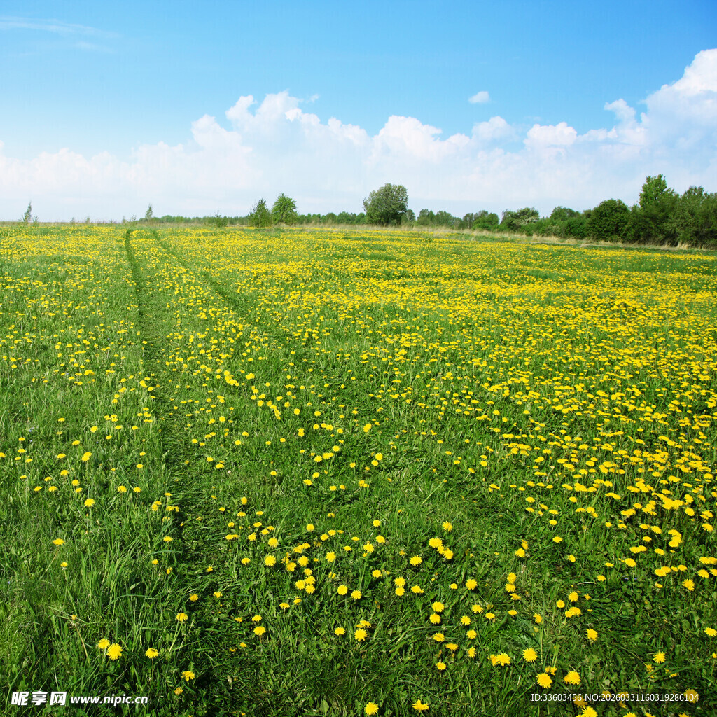 春日黄花遍野的美丽草地