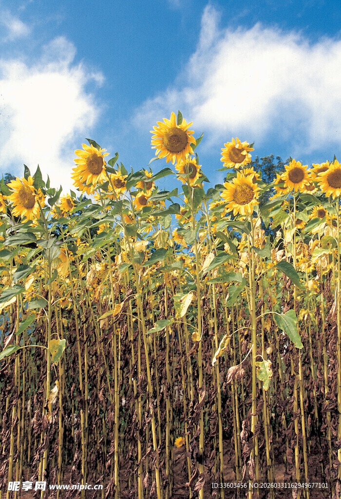 阳光下的向日葵花海