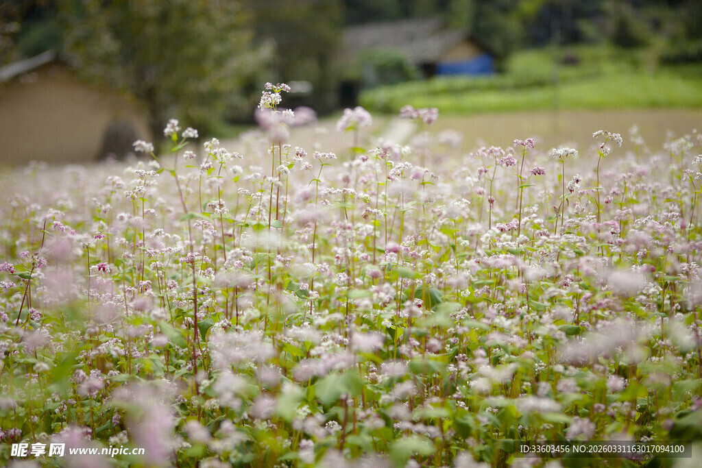 繁花似锦的田园风光