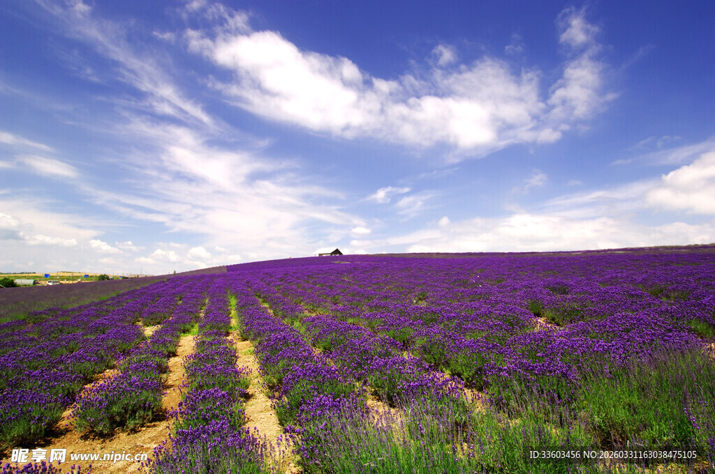 紫色薰衣草田