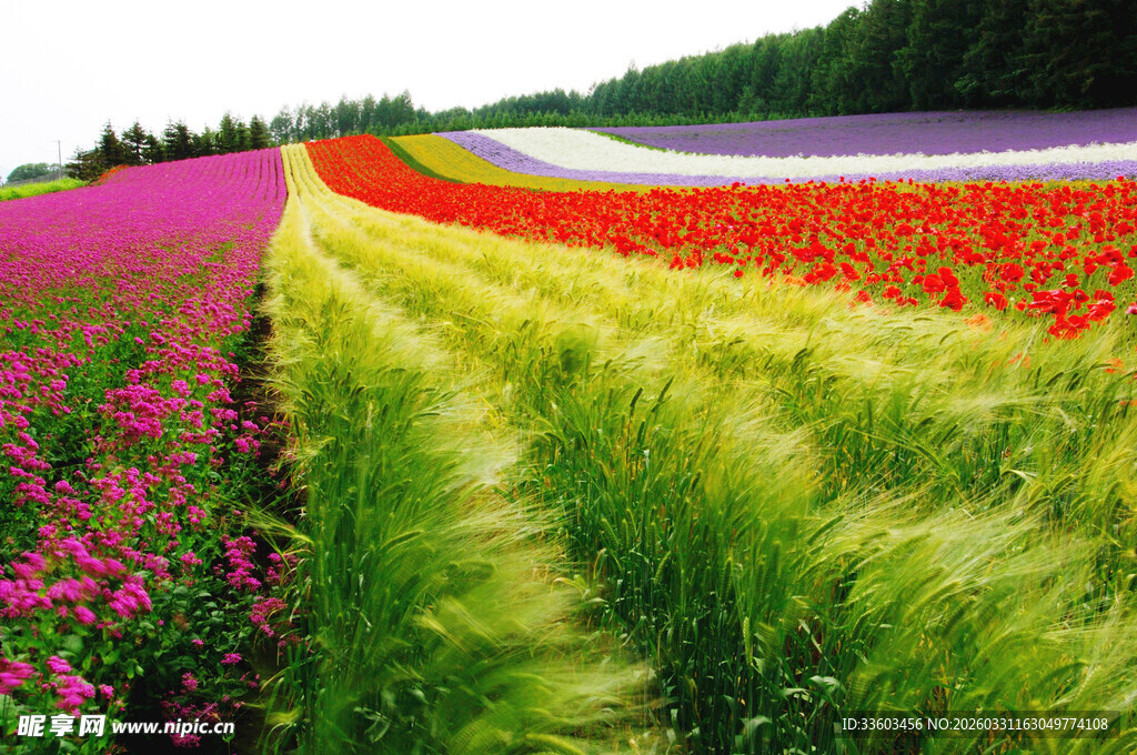 多彩花田美景