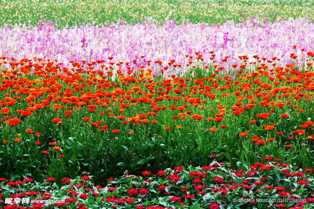 多彩花海绽放迷人景致