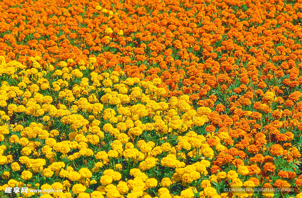 绚烂菊花花海景观