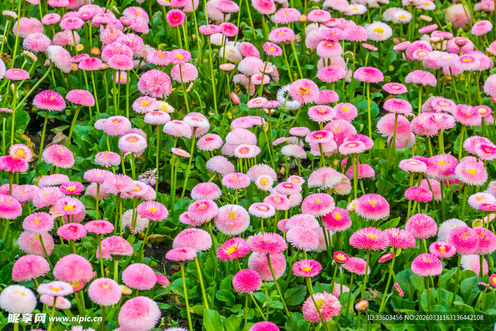 粉色郁金香花海烂漫绽放