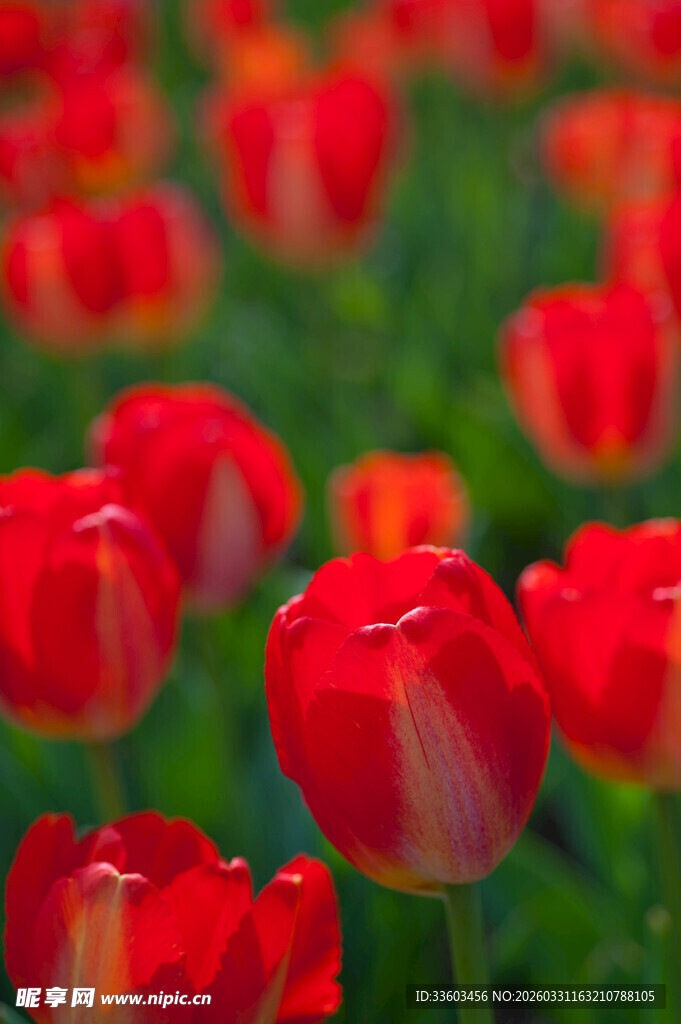 鲜艳红郁金香花海