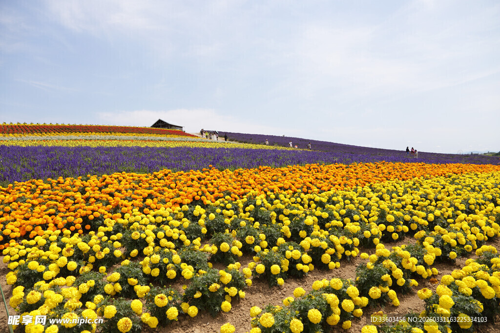 多彩花田美景