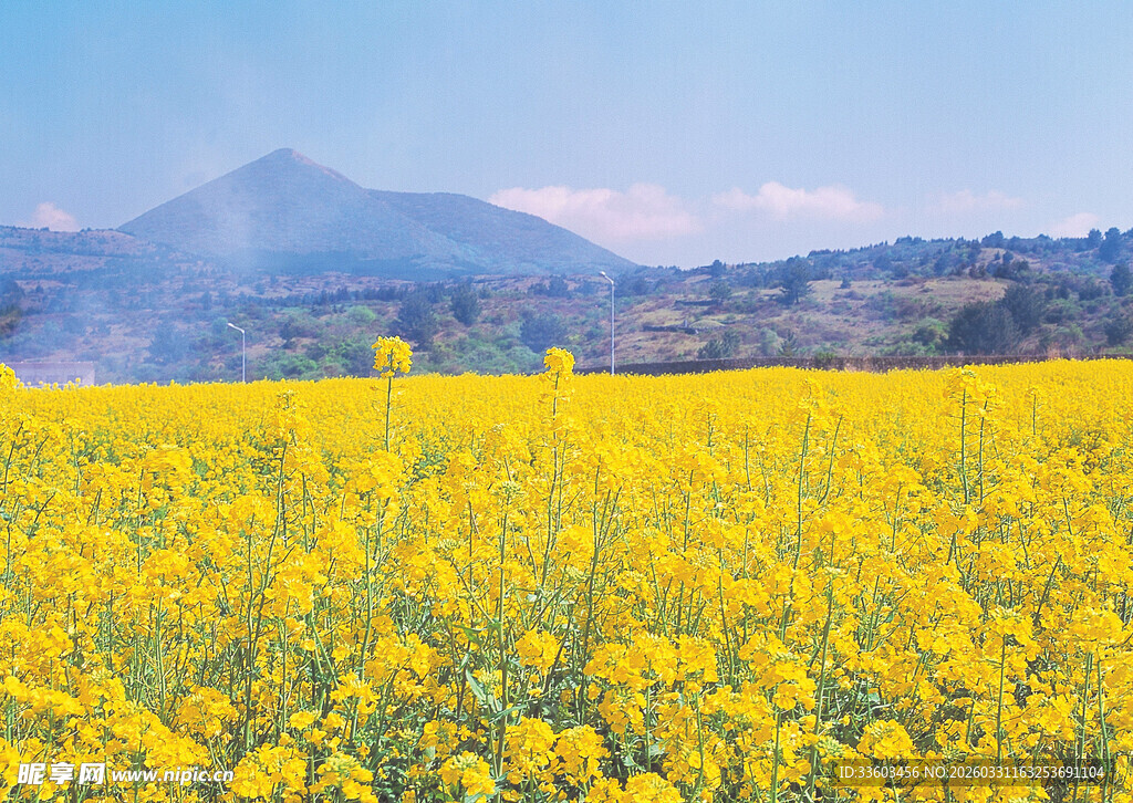 金黄油菜花海田园风光