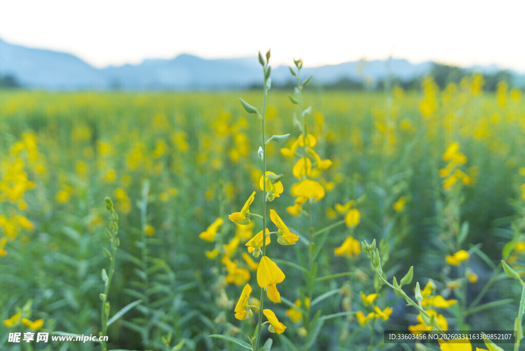 金黄花海中的灿烂小花