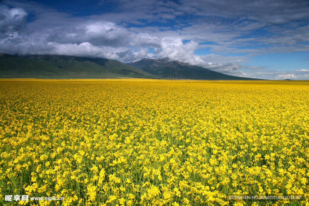 金黄花海与远山蓝天美景