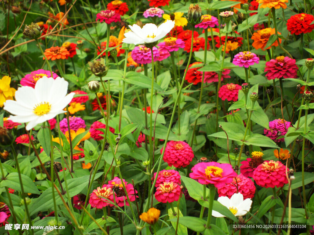 多彩花卉绽放的美丽景象