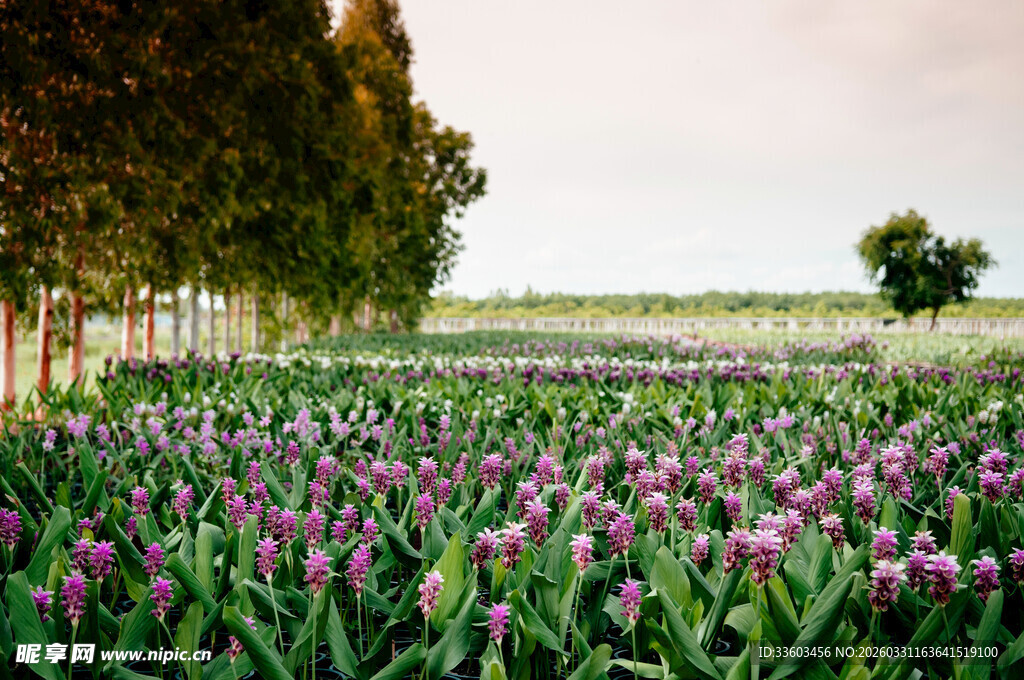 紫色花海田园风光美景