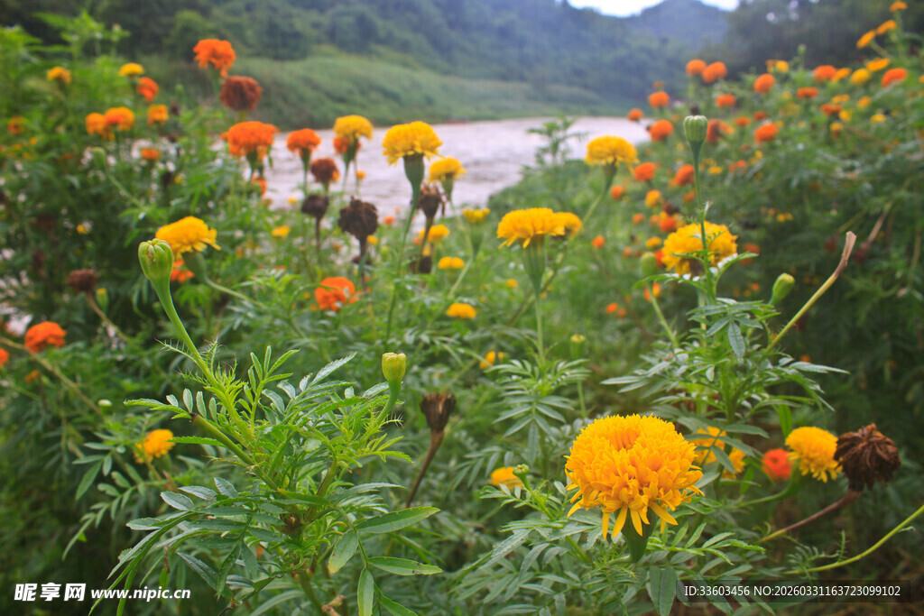 田野中盛开的多彩万寿菊